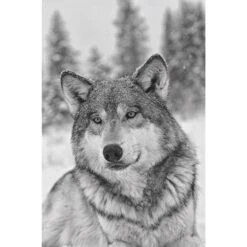 Das Geheime Wissen Der Wölfe - Sachbuch -Outdoorartikel 5637579457 c das geheime wissen der woelfe 24