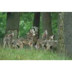 Die Hoffnung Und Der Wolf - Reisetagebuch 7 Die Hoffnung Und Der Wolf - Reisetagebuch -Outdoorartikel 5637642723 c die hoffnung und der wolf 24